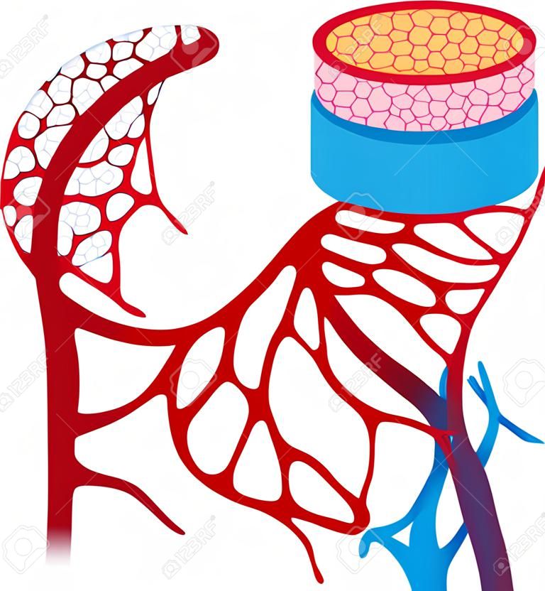 illustrazione dei vasi sanguigni su bianco