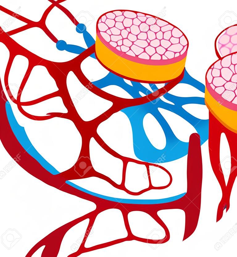 ilustración de los vasos sanguíneos en blanco