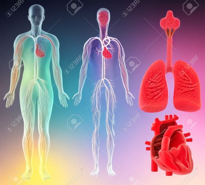 Circulatory systeem in menselijk lichaam illustratie
