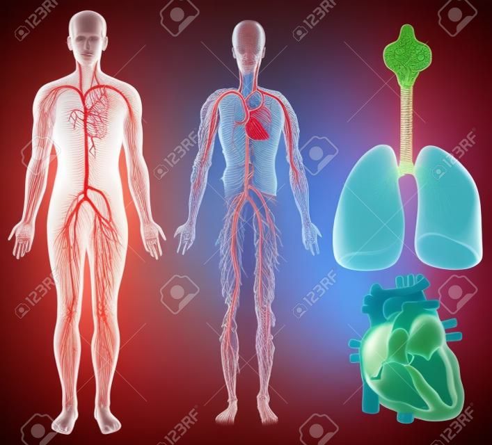 Circulatory systeem in menselijk lichaam illustratie
