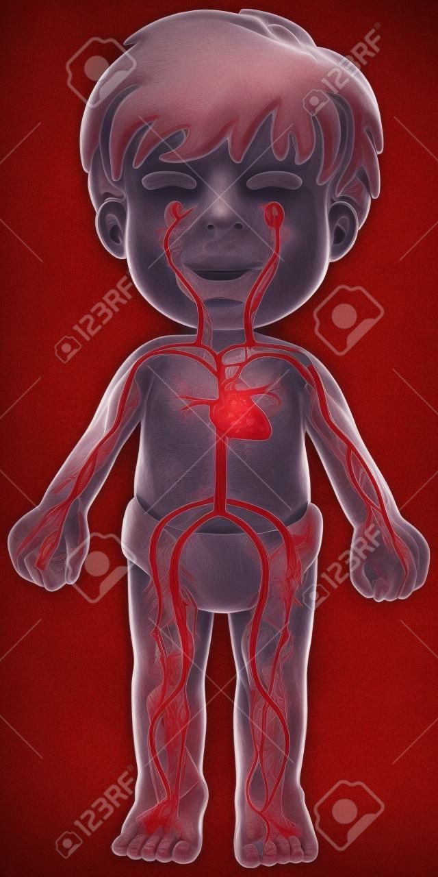 système de sang dans le corps garçon illustration