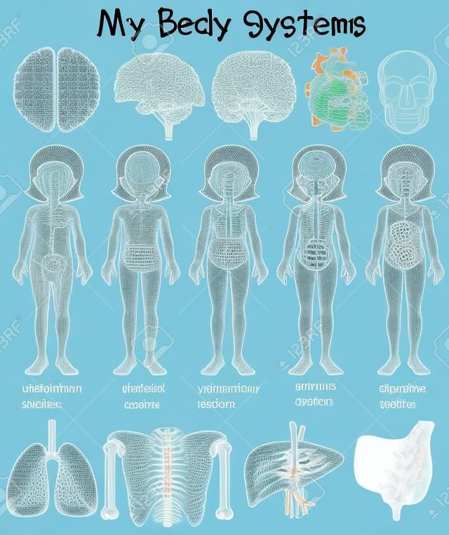 Human body systems diagram illustration