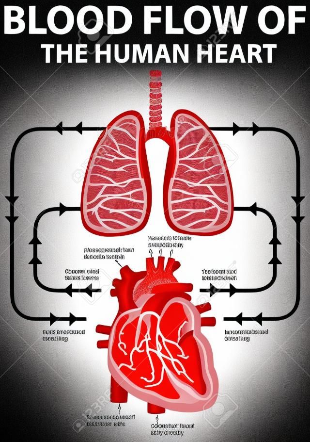 Diagram showing blood flow of human heart illustration