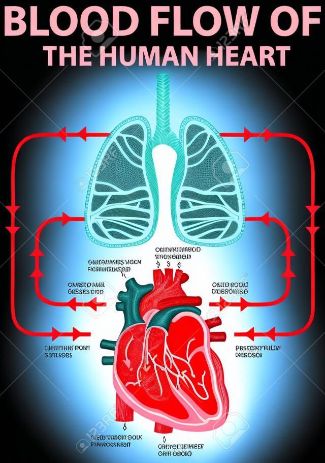 人間の心臓の血流を示す図イラスト