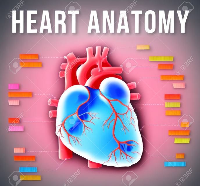 Human internal organ with heart illustration