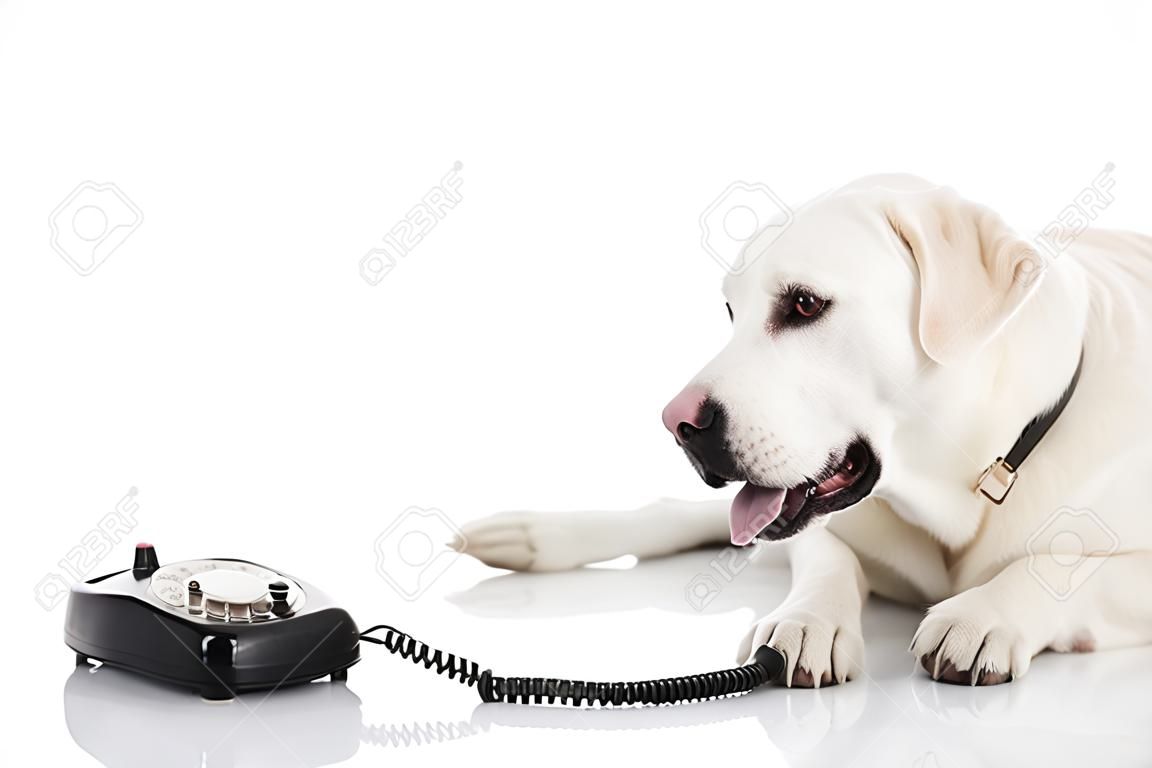 Belle labrador chien qui parle en utilisant un téléphone