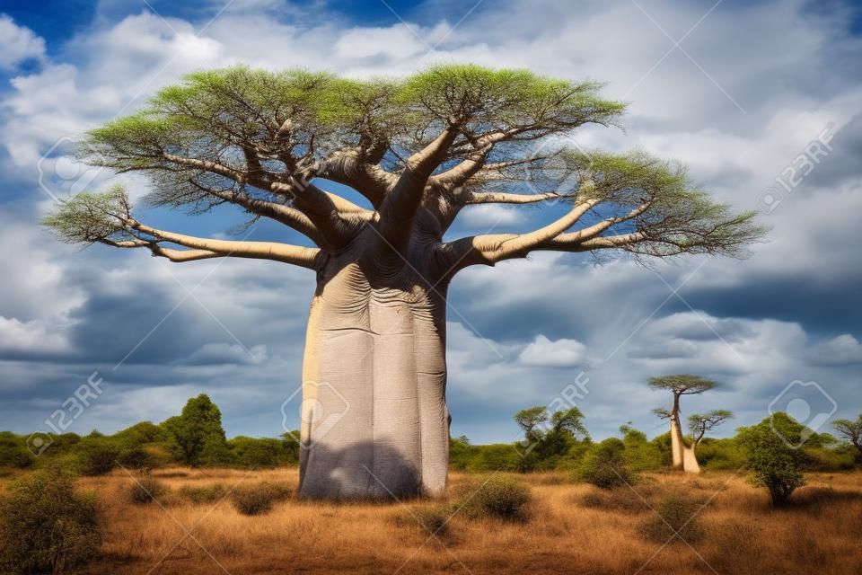 big baobab tree in savanna, blue sky and grey clouds
