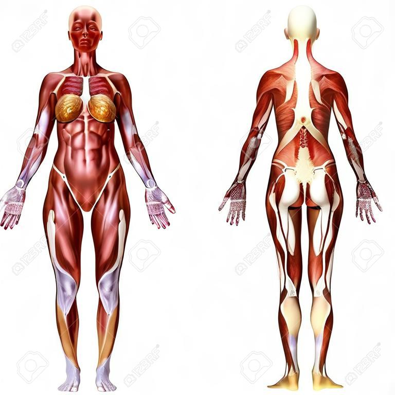Anatomia do corpo feminino 3D isolada no branco