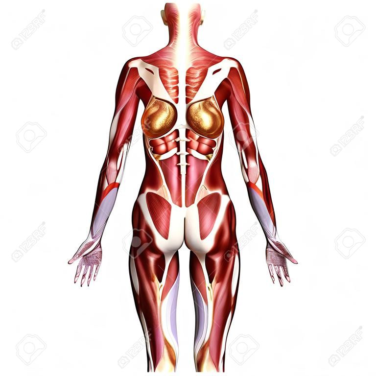 Anatomia do corpo feminino 3D isolada no branco