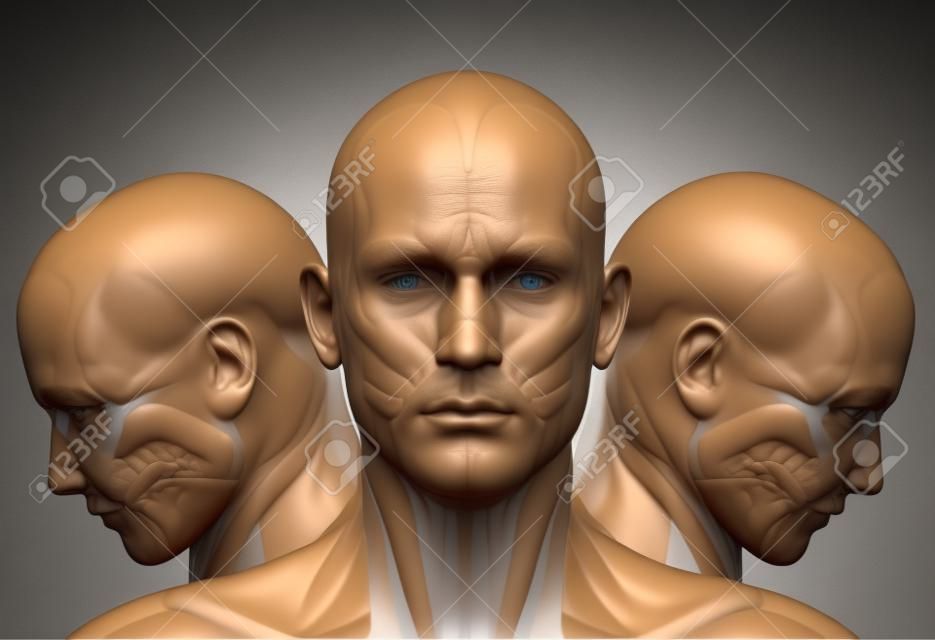 側を望む男性の 3 d の顔の筋肉解剖学