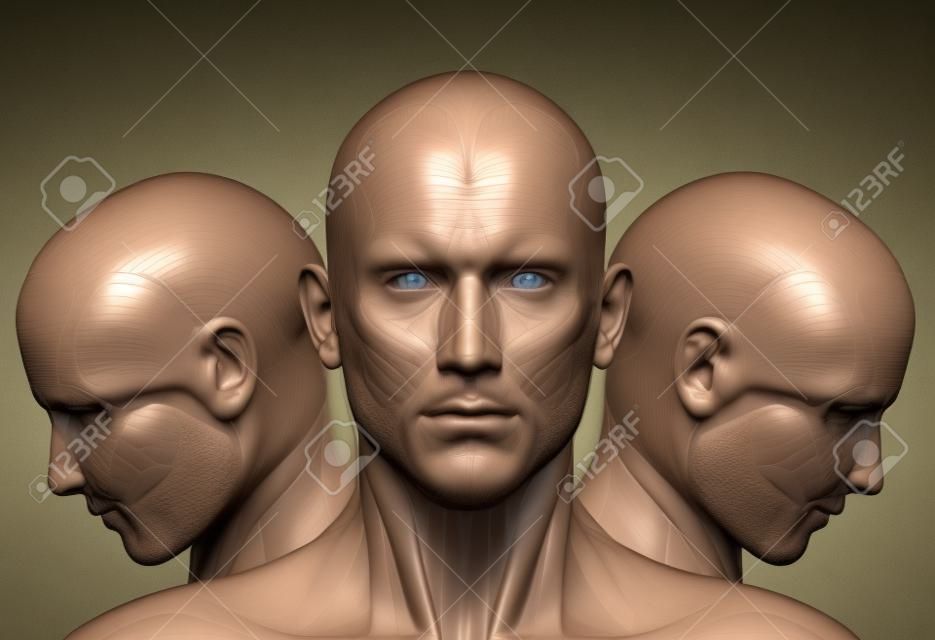 側を望む男性の 3 d の顔の筋肉解剖学