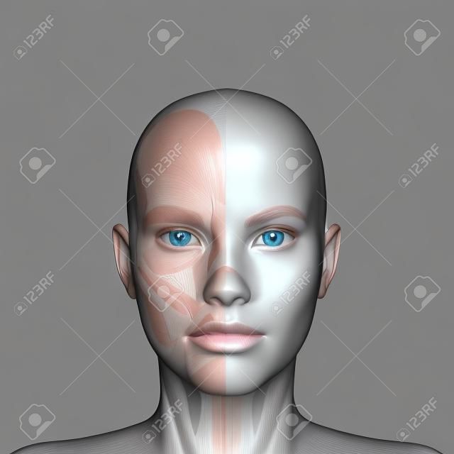 3D 여성의 얼굴 근육 해부학