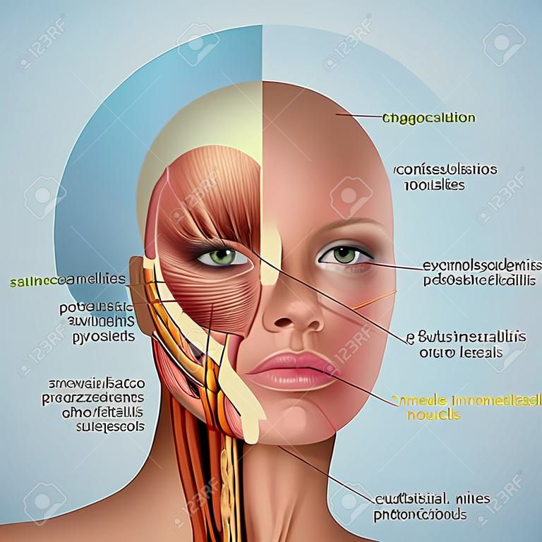 3 d の女性の顔の筋肉の解剖学