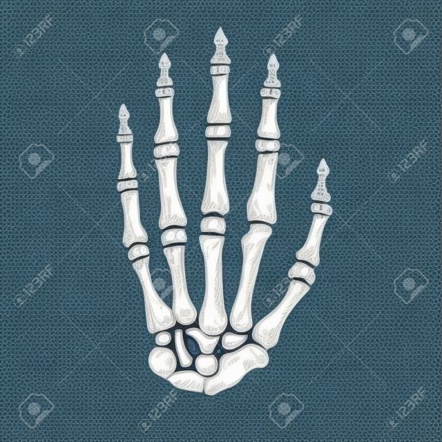 Skeleton hand, vector illustration