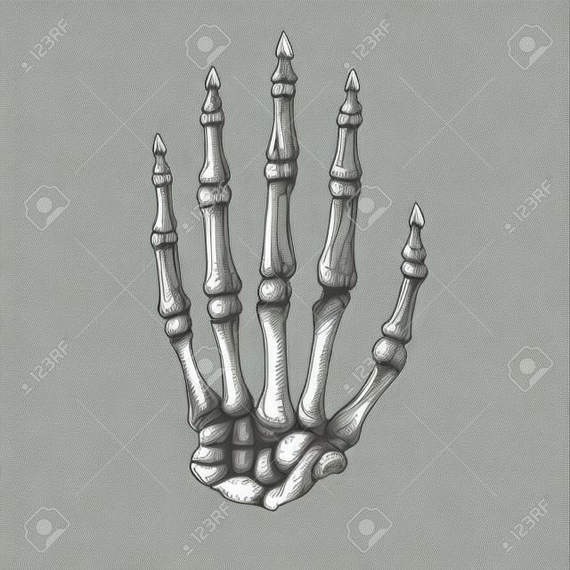 Skeleton hand, vector illustration