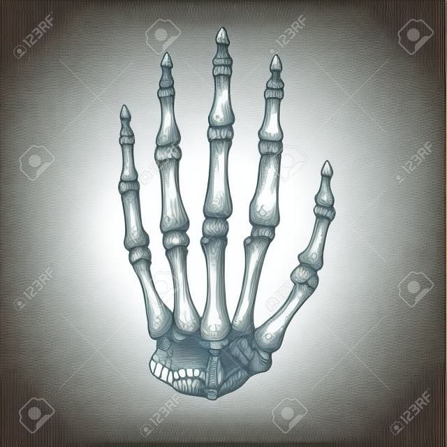 Csontváz kéz, vektoros illusztráció