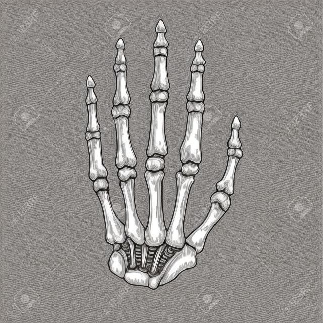 Csontváz kéz, vektoros illusztráció
