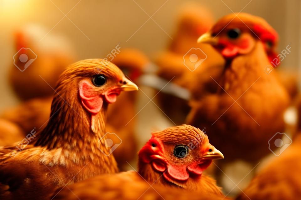 Een groep kleine kippen. Mooie kleine kippen onder het warme licht. Kleine kippen in een kooi