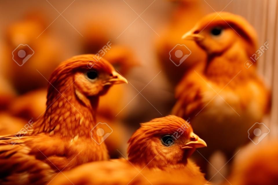 Un grupo de pollos pequeños. Hermosos pollitos bajo la cálida luz. Pollitos en una jaula