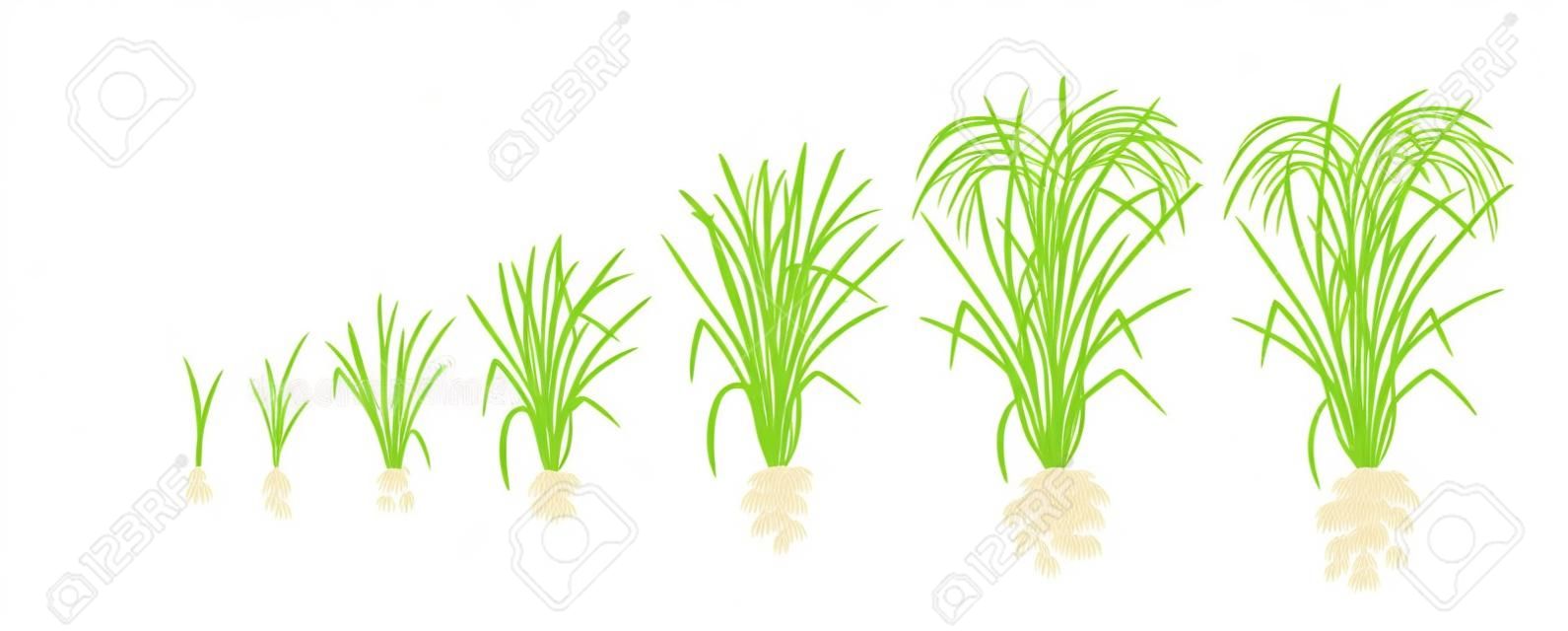 Estágios de crescimento da planta de arroz. Fases de aumento de arroz. Ilustração vetorial. Oryza sativa. Período de maturação. O ciclo de vida. Use fertilizantes. No fundo branco. É a mercadoria agrícola com a terceira maior produção mundial.