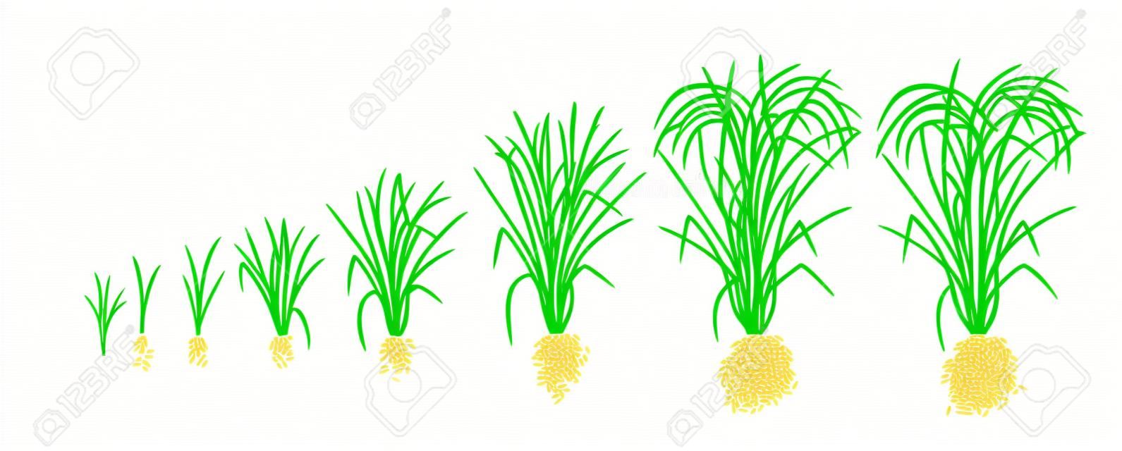 Etapy wzrostu rośliny ryżu. Fazy wzrostu ryżu. Ilustracja wektorowa. Oryza sativa. Okres dojrzewania. Cykl życia. Używaj nawozów. Na białym tle. Jest to towar rolny z trzecią co do wielkości produkcją na świecie.