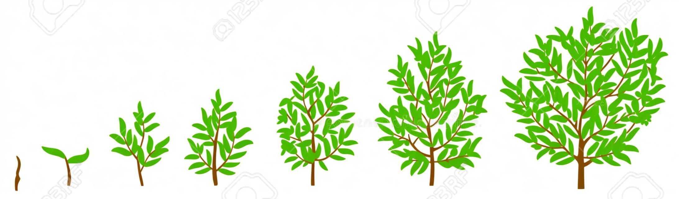 Les phases de la croissance de plantes illustration de vecteur