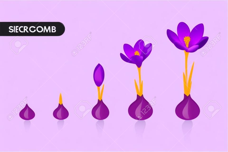 Illustrazione di progettazione di vettore di concetto di crescita della pianta del fiore. Germinazione del croco dal bulbo cormo ai germogli per fiorire. Evoluzione delle fasi del ciclo di vita. Fiori viola porpora isolati su fondo bianco.