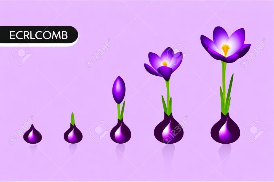 Blumen-Pflanzenwachstums-Konzeptvektor-Designillustration. Krokus-Keimung von der Knollenknolle zu Sprossen zur Blüte. Lebenszyklus-Phasen-Entwicklung. Getrennte purpurrote violette Blumen auf weißem Hintergrund.
