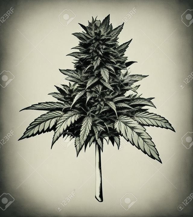 Vintage monochrome marijuana plant concept