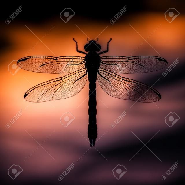 Silhouette of Dragonfly