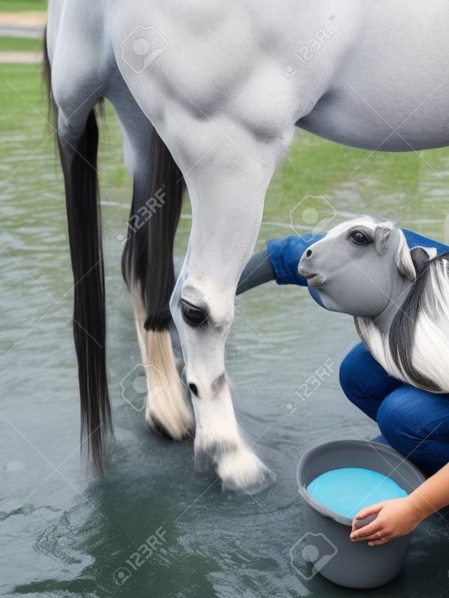 The girl washes the gray horse legs and tail with soap     