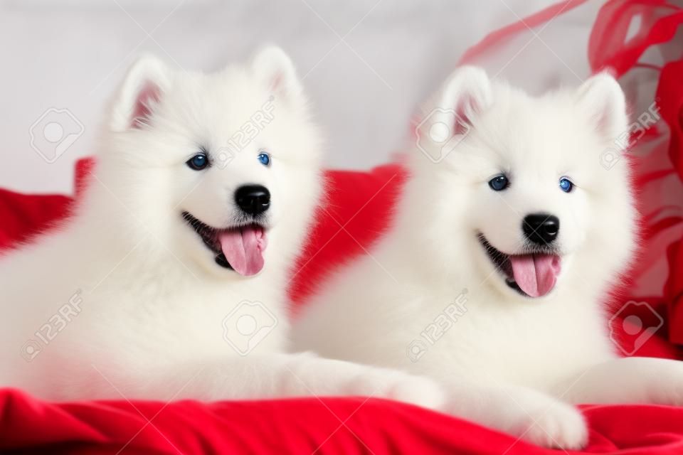 Dois cães samoyed filhotes na cama vermelha no fundo do quarto