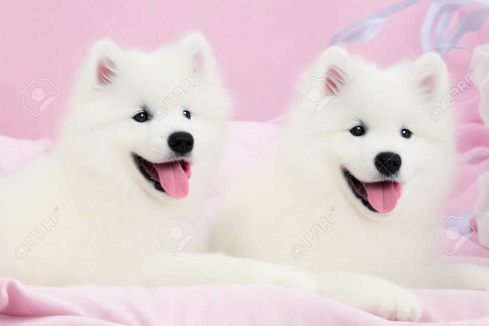 Two samoyed dogs puppies in the red bed on bedroom background