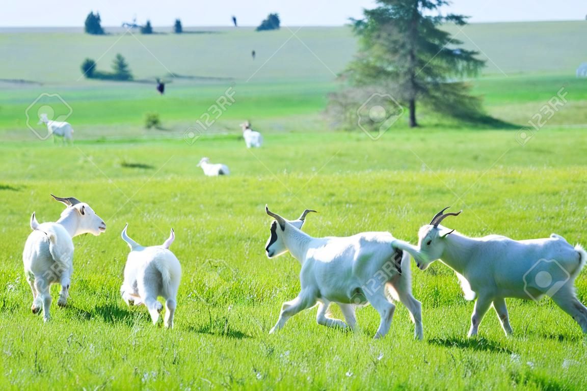gregge di capre bianche nel prato erboso verde