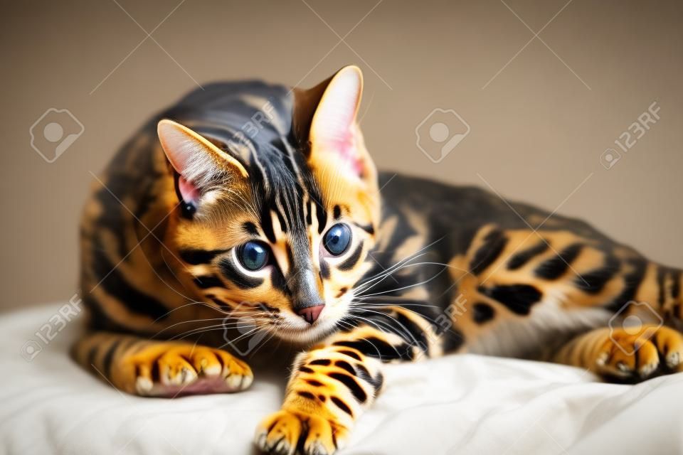 Beautiful crazy bengal cat playing in the house washing or eating his leg. Crazy funny cat face.