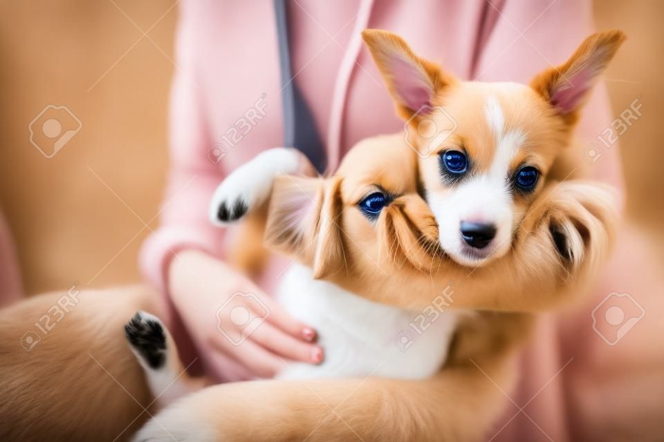 Schattig puppy in de handen van de eigenaar, portret van een hondje.