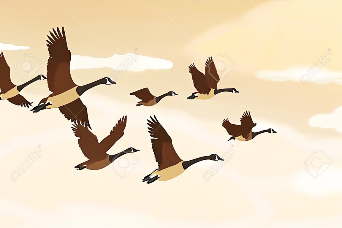 Flock van migrerende ganzen vliegen. Migrerende vogels concept. Vector illustratie.