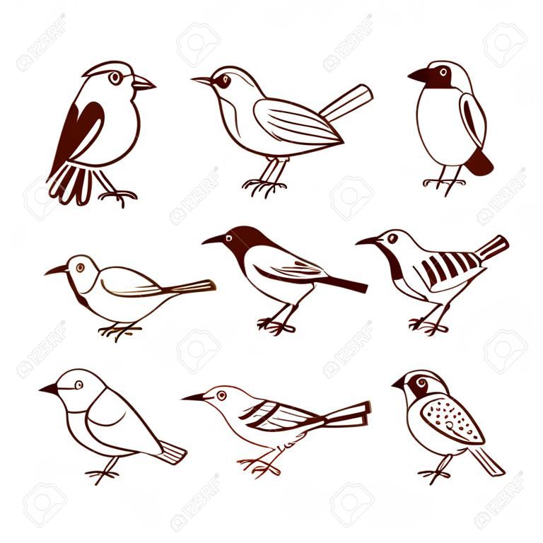 Hand drawn birds in different poses, isolated on white background. Vector illustration.