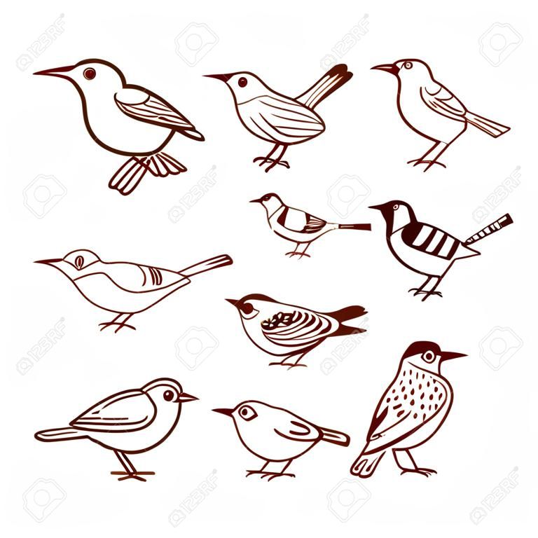 Hand drawn birds in different poses, isolated on white background. Vector illustration.