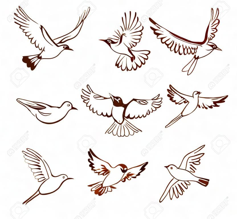 Hand drawn flying birds in different poses, isolated on white background. Vector illustration.