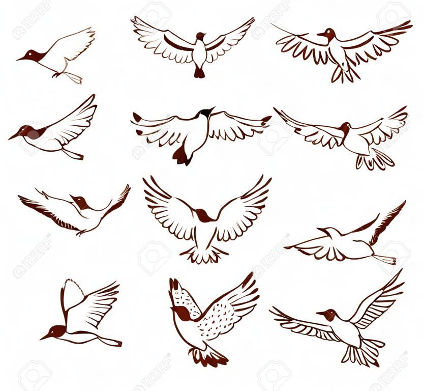 Hand drawn flying birds in different poses, isolated on white background. Vector illustration.