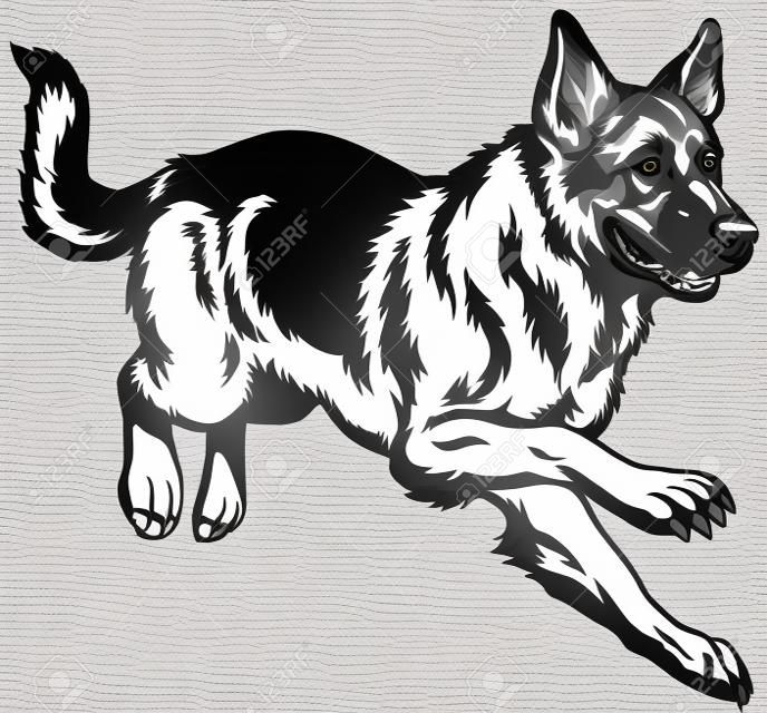 pies rasy owczarek niemiecki, czarno-białych ilustracji