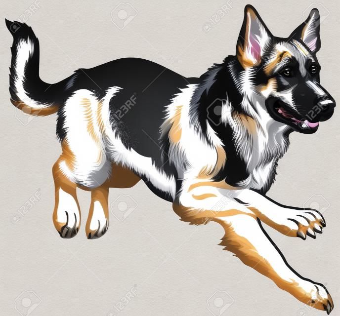 pies rasy owczarek niemiecki, czarno-białych ilustracji