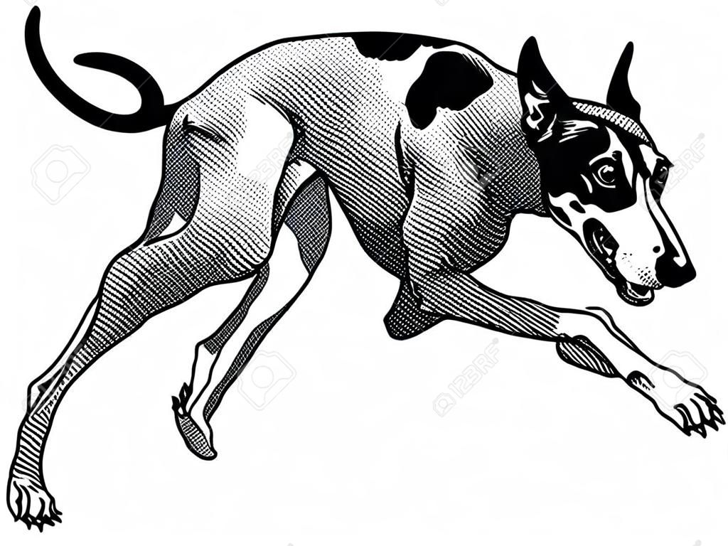 работает собака, английский борзая порода, черно-белые иллюстрации