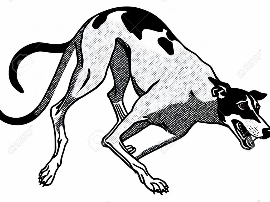 perro corriendo, Inglés raza galgo, ilustración en blanco y negro