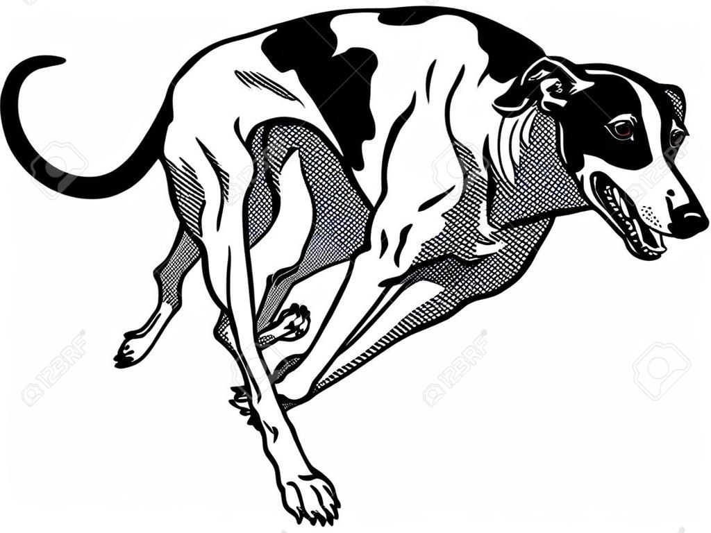犬、英語グレイハウンド犬、黒と白のイラストを実行しています。