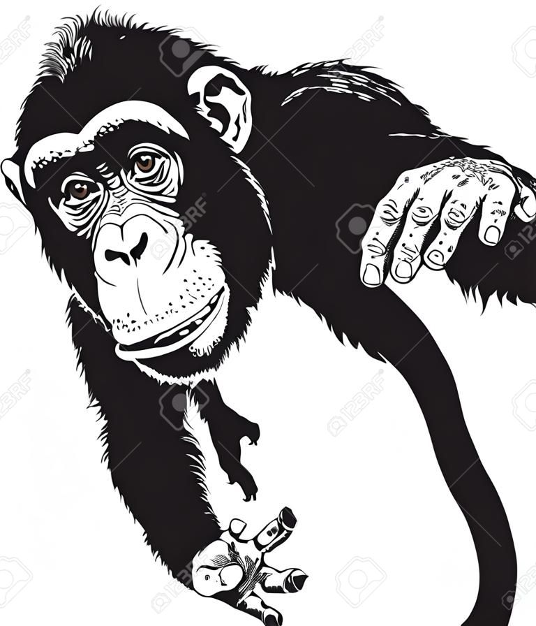 chimpanzee ape, black and white image
