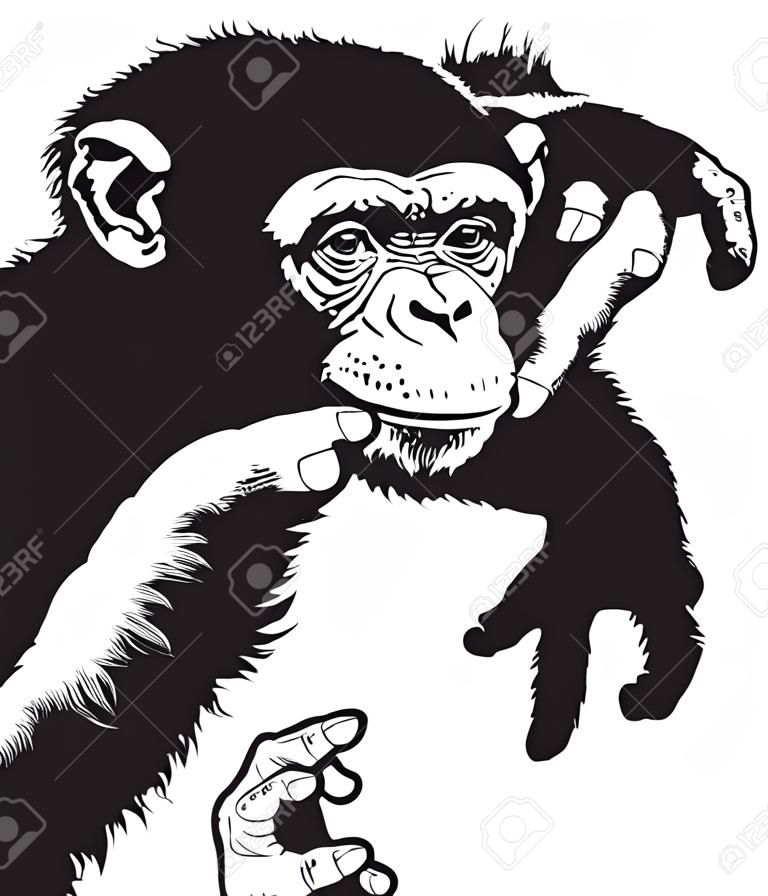 chimpanzee ape, black and white image