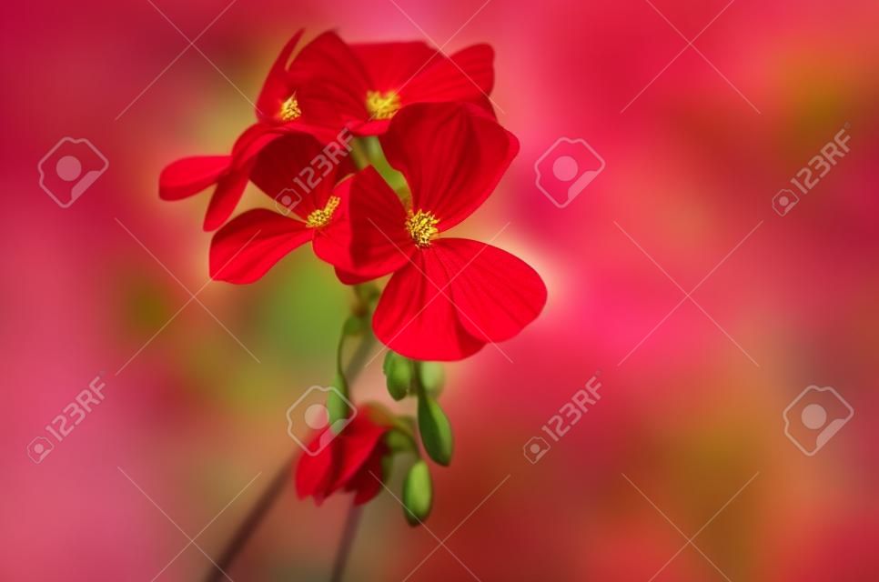 Pelargonium helle rote Blume
