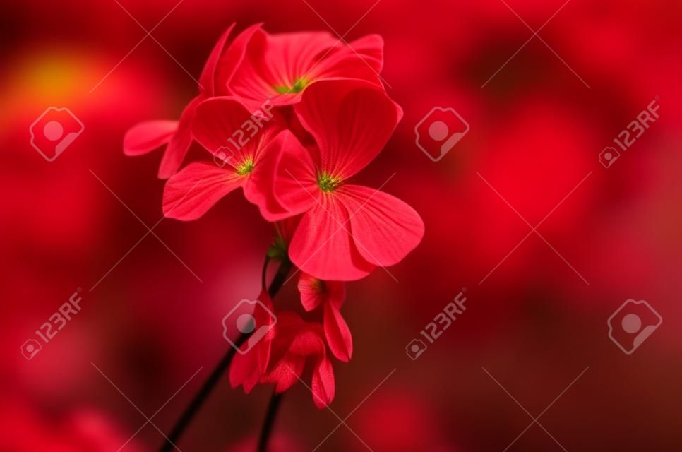 Pelargonium helle rote Blume